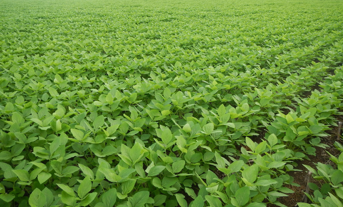 Ammonium sulphate for soybeam 